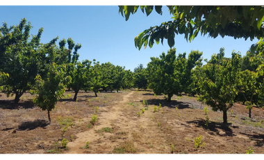 Parcela en Venta con Plantaciones en Pemuco - Ñuble