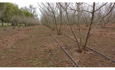 Parcela en Venta con Plantaciones en Pemuco - Ñuble
