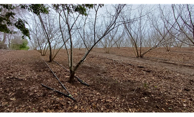 Parcela en Venta con Plantaciones en Pemuco - Ñuble