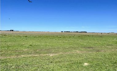 LATORRE PROP. VENDE 51 HECTAREAS EN VIVORATA