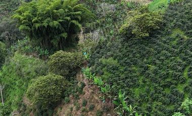 EN VENTA FINCA EN FILANDIA QUINDIO