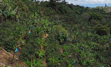 EN VENTA FINCA EN FILANDIA QUINDIO