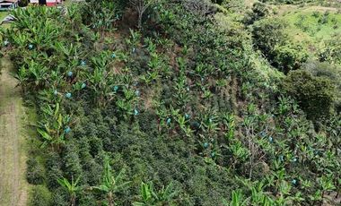 EN VENTA FINCA EN FILANDIA QUINDIO