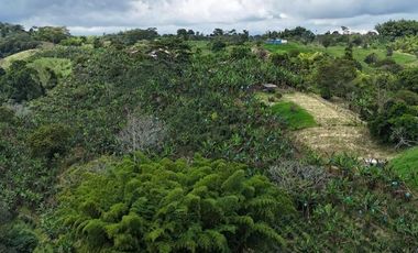 EN VENTA FINCA EN FILANDIA QUINDIO