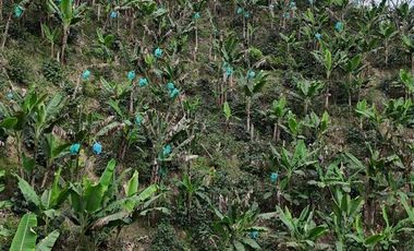 EN VENTA FINCA EN FILANDIA QUINDIO