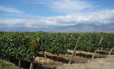 FINCA EN VENTA VALLE DE UCO -VISTAFLORES- Y PROYECTO INMOBILIARIO CON TOUR VIRTUAL