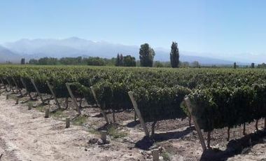 FINCA EN VENTA VALLE DE UCO -VISTAFLORES- Y PROYECTO INMOBILIARIO CON TOUR VIRTUAL