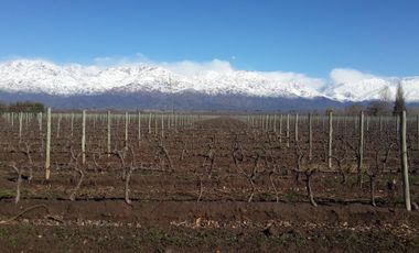 FINCA EN VENTA VALLE DE UCO -VISTAFLORES- Y PROYECTO INMOBILIARIO CON TOUR VIRTUAL