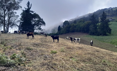 SE VENDE FINCA EN ZIPACÓN 7.5 FNG, PUEBLO VIEJO, VISTA PANORAMICA