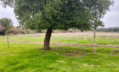 CAMPO AGRÍCOLA DE 27,5 HA CERCANO A LINARES