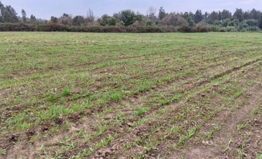CAMPO AGRÍCOLA DE 27,5 HA CERCANO A LINARES