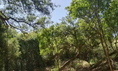 Terreno en venta en Canoas, Montemorelos, Nuevo León