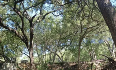 Terreno en venta en Canoas, Montemorelos, Nuevo León