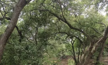 Terreno en venta en Canoas, Montemorelos, Nuevo León