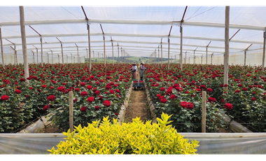 Arriendo de Finca Productiva de Flores Guaymaral 12 Hectáreas