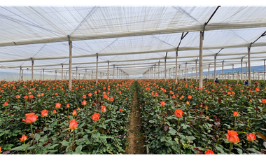 Arriendo de Finca Productiva de Flores Guaymaral 12 Hectáreas