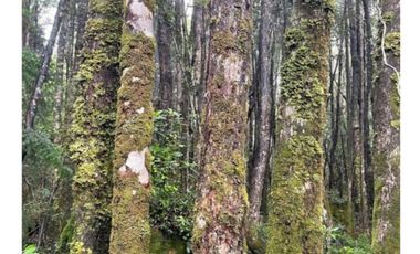 Campo En La Unión Huaillihuape - Austral Partners
