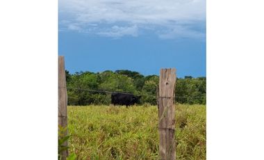 Finca San Lorenzo, Chiriquí (RSdeR)