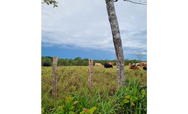 Finca San Lorenzo, Chiriquí (RSdeR)