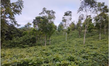 SE VENDE 6 LOTES RUSTICOS EN ZONA TURISTICA, YURIMAGUAS, LORETO