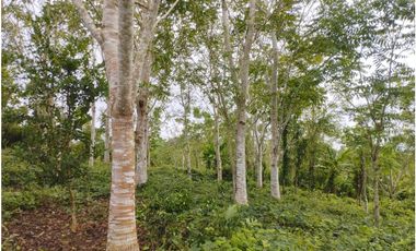 SE VENDE 6 LOTES RUSTICOS EN ZONA TURISTICA, YURIMAGUAS, LORETO