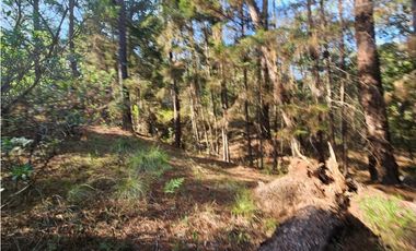 Bonito terreno en zona de bosque con materiales de construccion