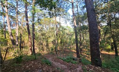 Bonito terreno en zona de bosque con materiales de construccion