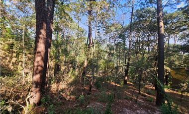 Bonito terreno en zona de bosque con materiales de construccion