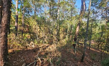 Bonito terreno en zona de bosque con materiales de construccion