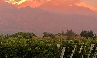 Viñedo y Refugio para huéspedes en Valle de Uco