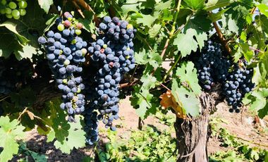 Viñedo y Refugio para huéspedes en Valle de Uco