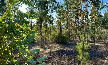 Parcela en Venta en San Pedro de Alcantara