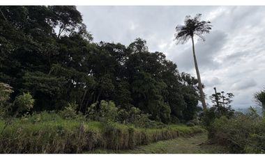 VENTA DE FINCA EN SALENTO, QUINDO, COLOMBIA