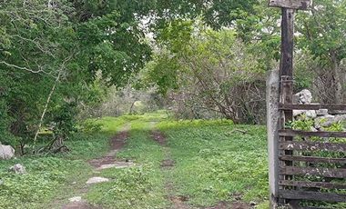 Terreno de 35 Hectáreas carretera Tetiz - Celestún