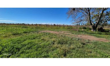 VENTA FINCA VERSATIL 64 HAS EN CALLE LAS ROSAS, LA CENTRAL, RIVADAVIA