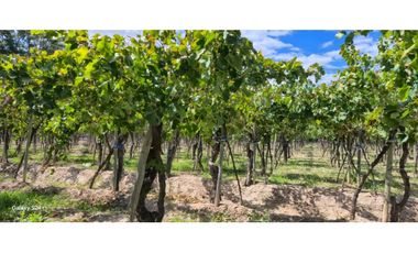 VENTA FINCA VERSATIL 64 HAS EN CALLE LAS ROSAS, LA CENTRAL, RIVADAVIA