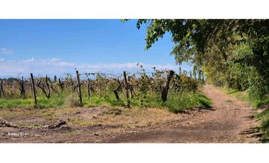 VENTA FINCA VERSATIL 64 HAS EN CALLE LAS ROSAS, LA CENTRAL, RIVADAVIA