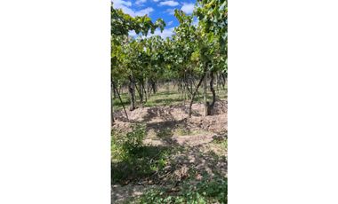 VENTA FINCA VERSATIL 64 HAS EN CALLE LAS ROSAS, LA CENTRAL, RIVADAVIA