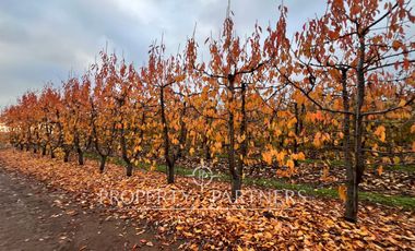 Espectacular Campo productivo de cerezos