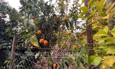 Espectacular Campo productivo de cerezos