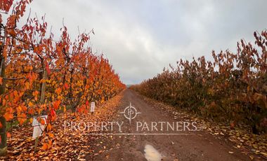 Espectacular Campo productivo de cerezos