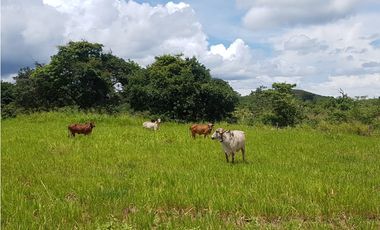 SE VENDE FINCA EN ANTON  CON AREA DE PRODUCCION Y CABALLERIZAS