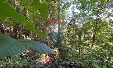 Terreno Urbano de 4.135 m² en Panguipulli