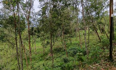Venta finca en Fredonia Venecia en el suroeste antioqueño