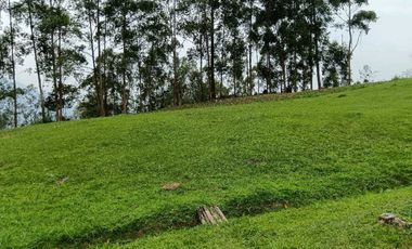 Venta finca en Fredonia Venecia en el suroeste antioqueño