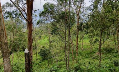 Venta finca en Fredonia Venecia en el suroeste antioqueño
