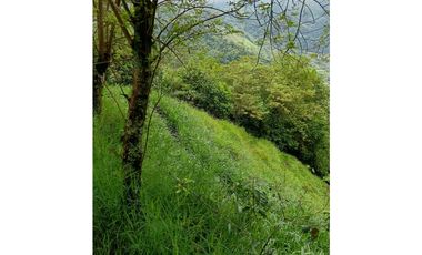 Venta finca en la Garrucha Fredonia Suroeste Antioqueño