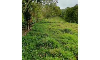Venta finca en la Garrucha Fredonia Suroeste Antioqueño