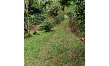 Venta finca en la Garrucha Fredonia Suroeste Antioqueño