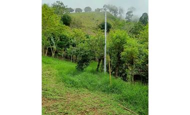 Venta finca en la Garrucha Fredonia Suroeste Antioqueño